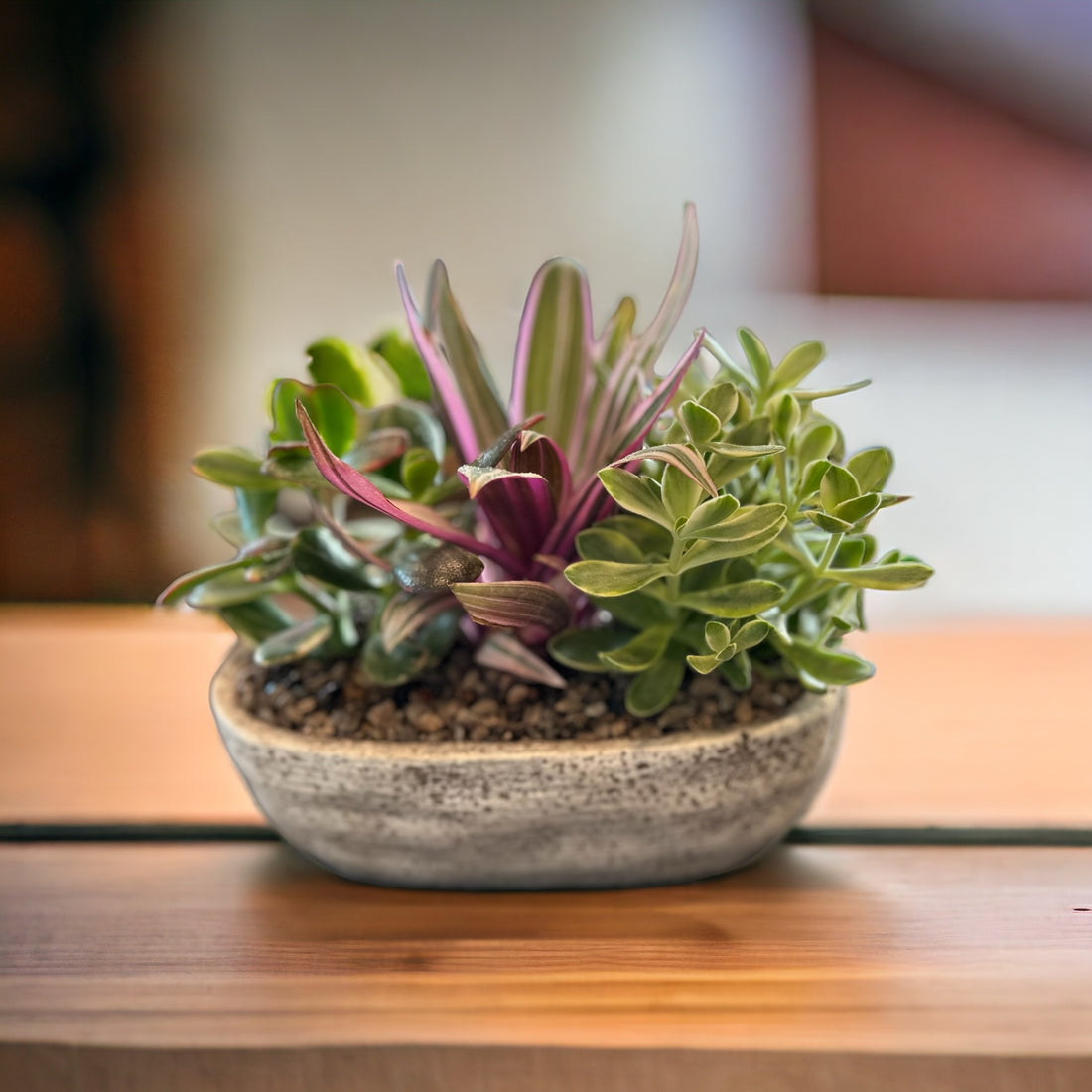 Cement Succulant Planter