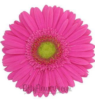 Gorgeous Gerbera Bouquet