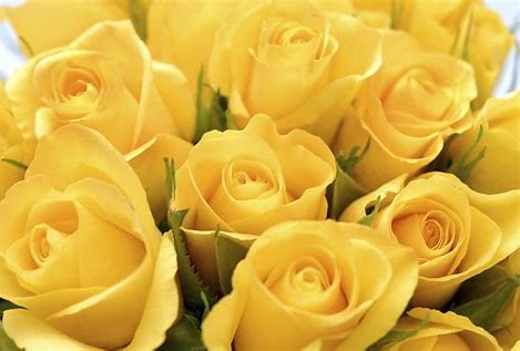 Deluxe Rose 2 Dozen Vase