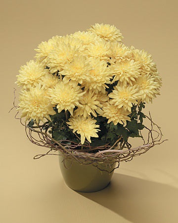 Seasonal Potted Plant