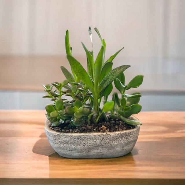 Cement Succulant Planter