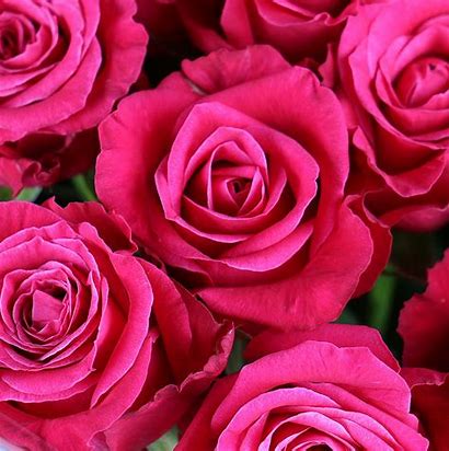Classic Dozen Rose Bouquet