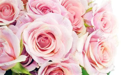 Deluxe Rose 2 Dozen Vase