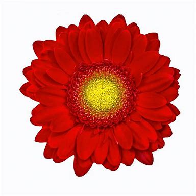 Gorgeous Gerbera Bouquet