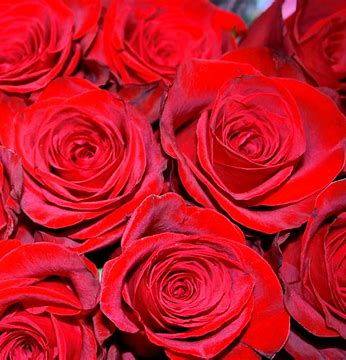 Modern Rose Arrangement