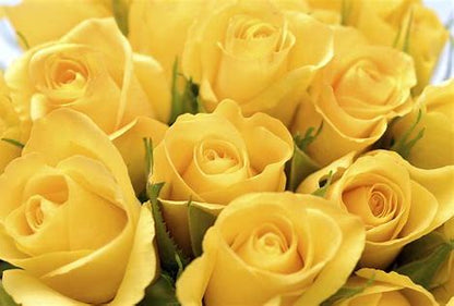 Modern Rose Arrangement